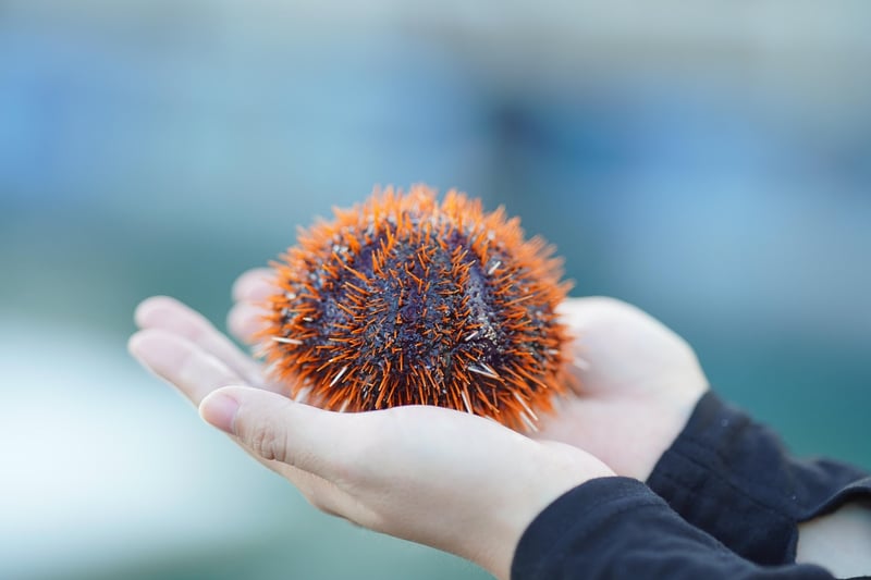 Ocean-friendly Seafood